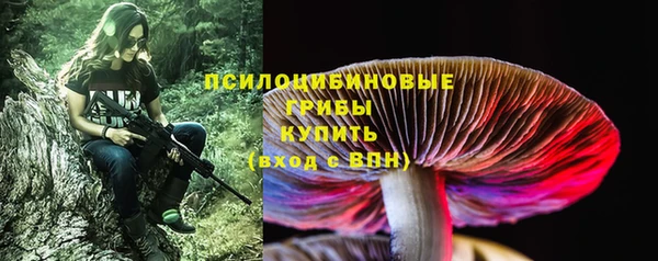 хмурый Аркадак